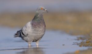 Klippeduen – fuglen alle kender på udseendet Klippeduen - fuglen alle kender på udseendet