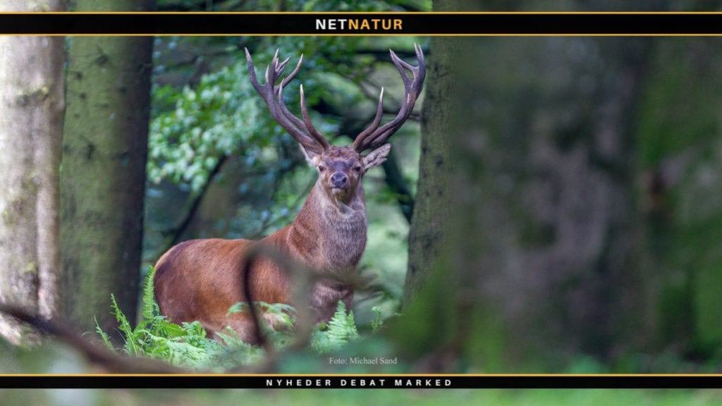 Jagt udlejes i Hvidbjerg Plantage i Thy