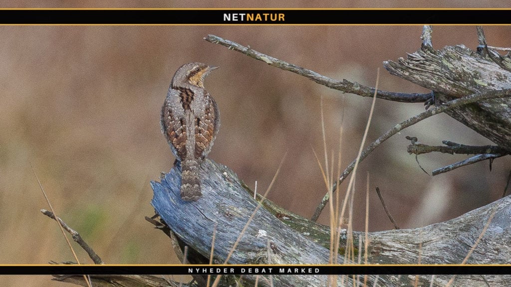 Vendehalsens redehuller proppes til