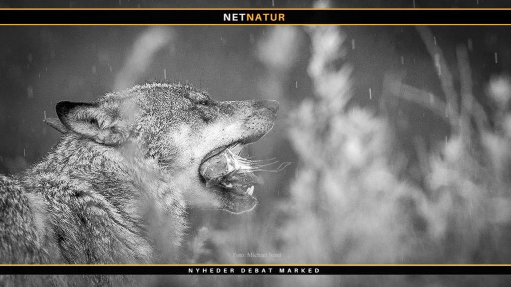 Kasper T. Andersen: Ulven kan ikke jage naturligt i Danmark