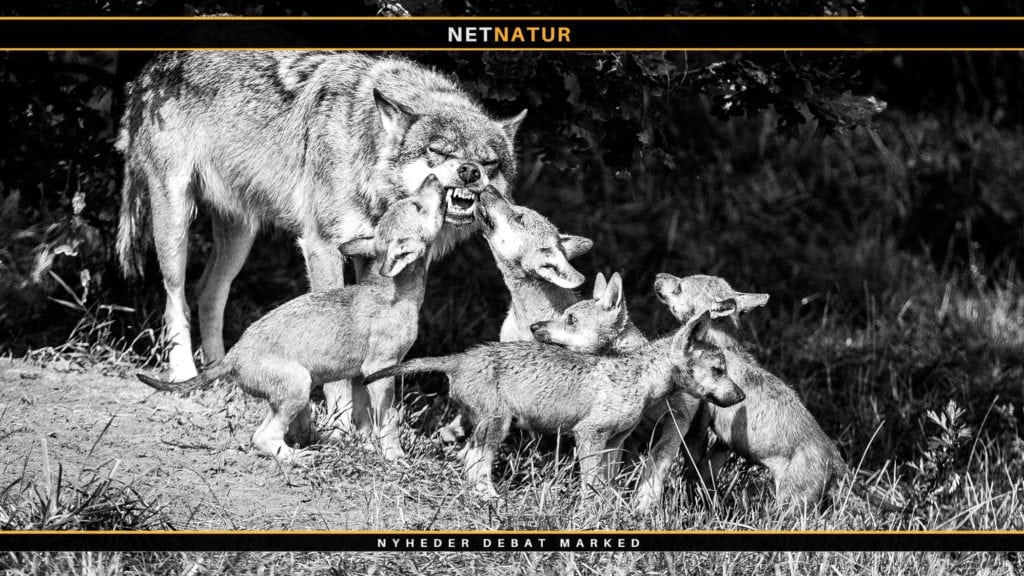 Ulvepar står bag adskillige drab på husdyr