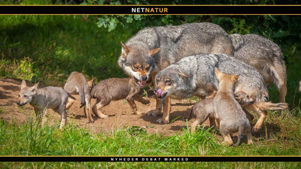 Ulven – naturromantikernes kæledægge