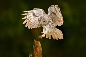 Natuglen – en stedfast fugl Natuglen