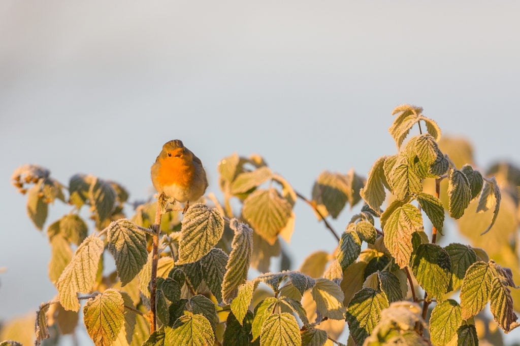 Rødhals - også populært kaldet rødkælk
