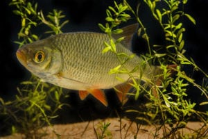 Skalle – en god spisefisk, hvis man er en gedde Skallen - en god spisefisk hvis man er en gedde