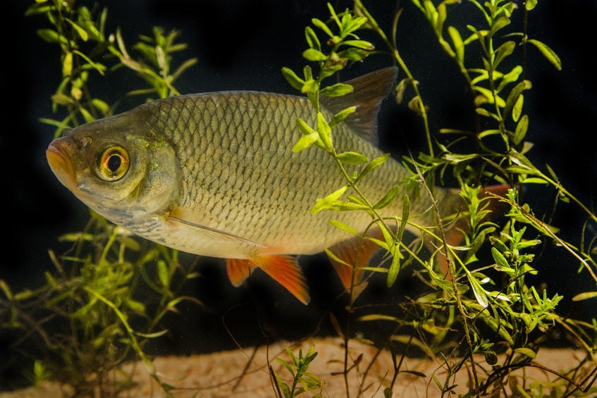 Skallen - en god spisefisk hvis man er en gedde