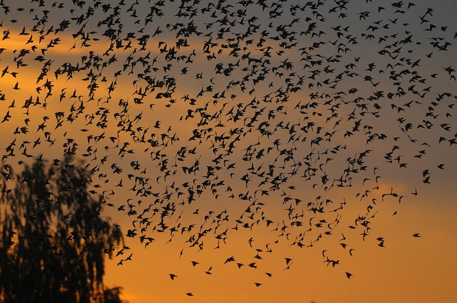 Stæren - i dag en mere mellemfornøjet ynglefugl