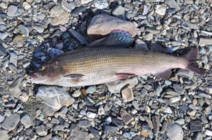 Stalling – en laksefisk med høj finneføring Stalling - en laksefisk med høj finneføring