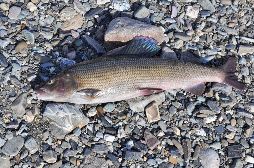 Stalling - en laksefisk med høj finneføring