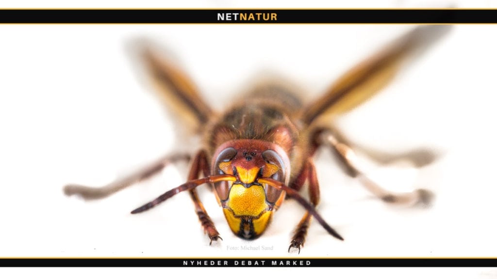 Stor gedehams – ulven blandt insekterne