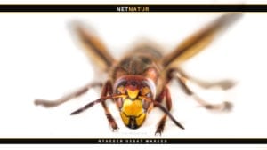 Stor gedehams – ulven blandt insekterne Stor gedehams – ulven blandt insekterne