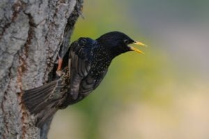 Stæren – i dag en mere mellemfornøjet ynglefugl Stæren - i dag en mere mellemfornøjet ynglefugl