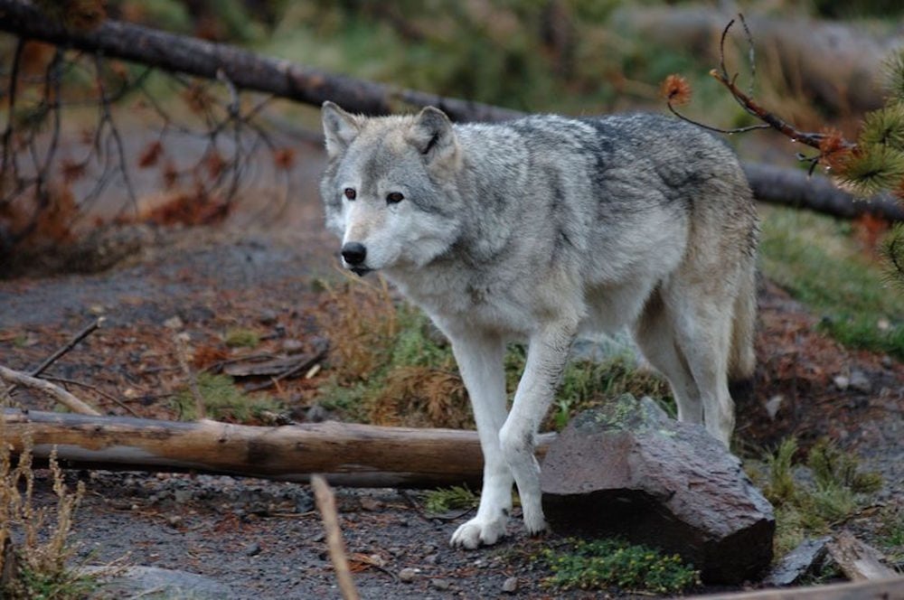 Nyt notat fra DCE om problemulve