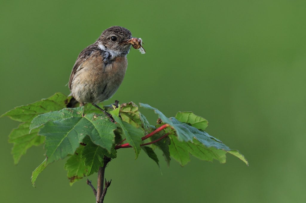 Lad hækken vokse og brede sig til august