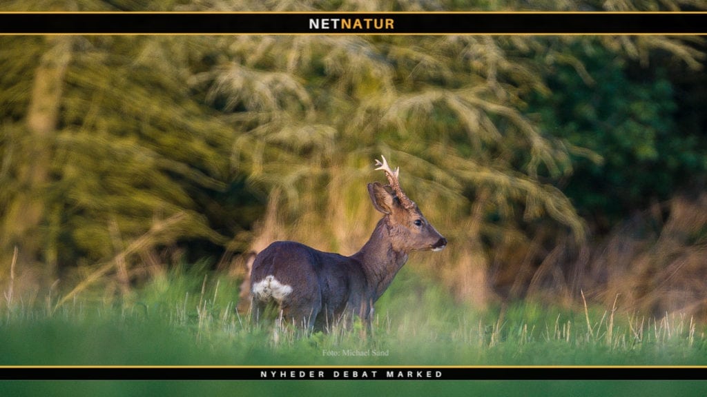 Højlandsjagt efter råbuk