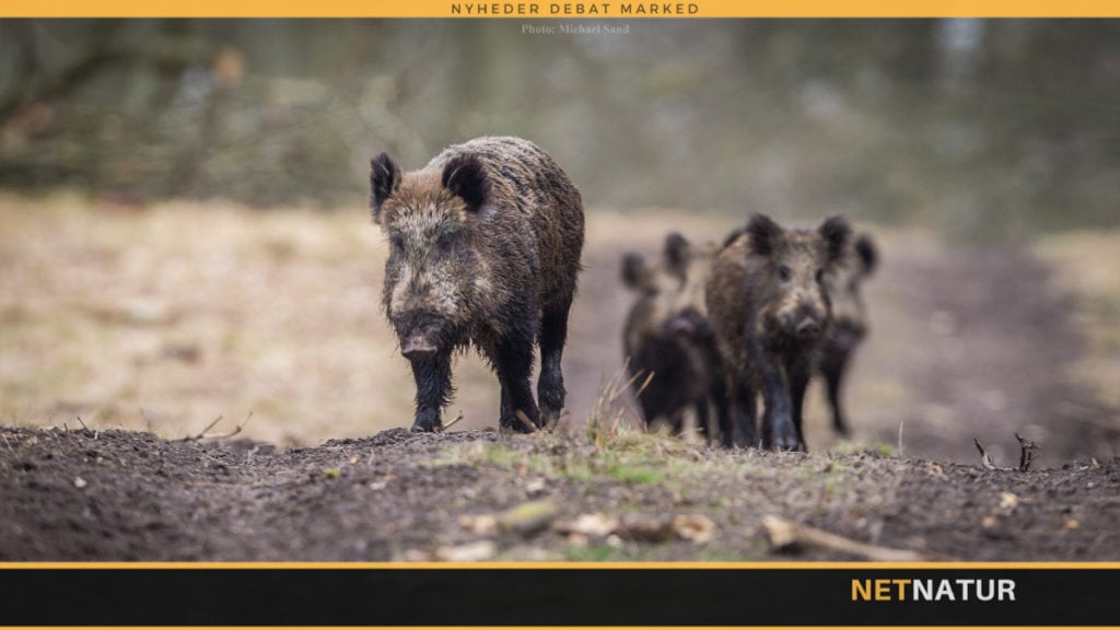 Antallet af vildtulykker med vildsvin stiger i Sverige