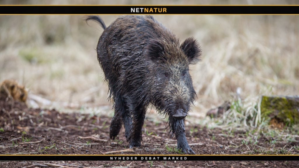 Det planlagte vildsvinehegn indklages nu til EU