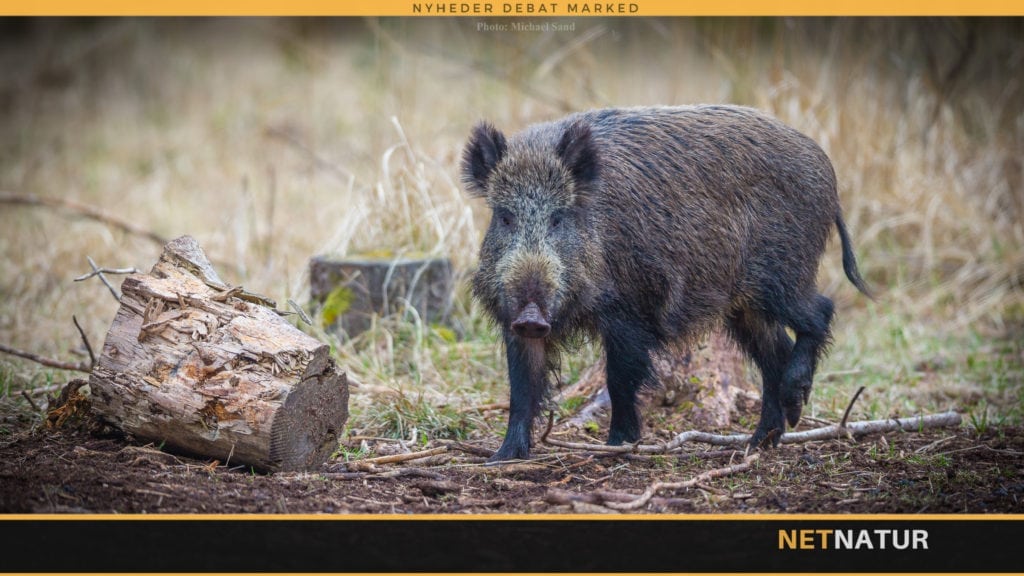 Vildsvinehegn i høring