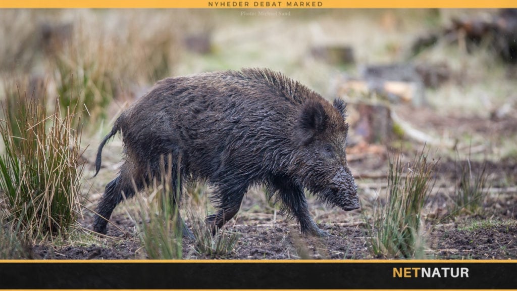 Radioaktive svenske vildsvin vækker bekymring