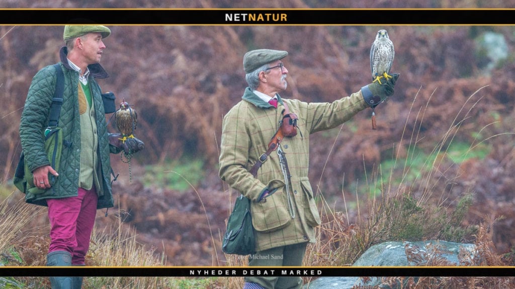 Generel information om jagt med rovfugle