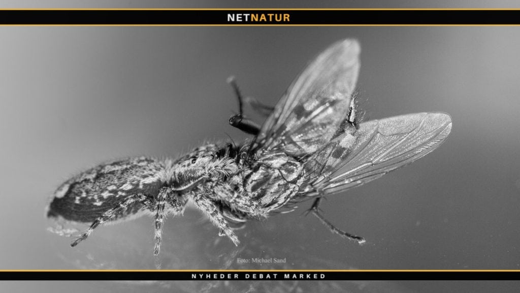 Springedderkop - fluefanger og et studie i jagtteknik