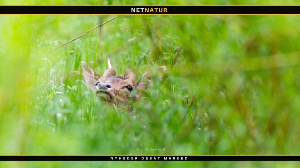 Fra mark til pileskov på en enkelt sæson