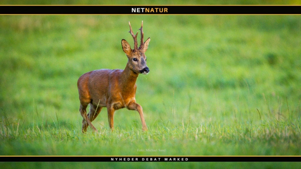 Bukkejagt i levende billeder