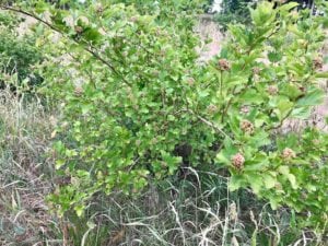 Kend dine vildtplanter: Fjeldribs Kend dine vildtplanter: Fjeldribs