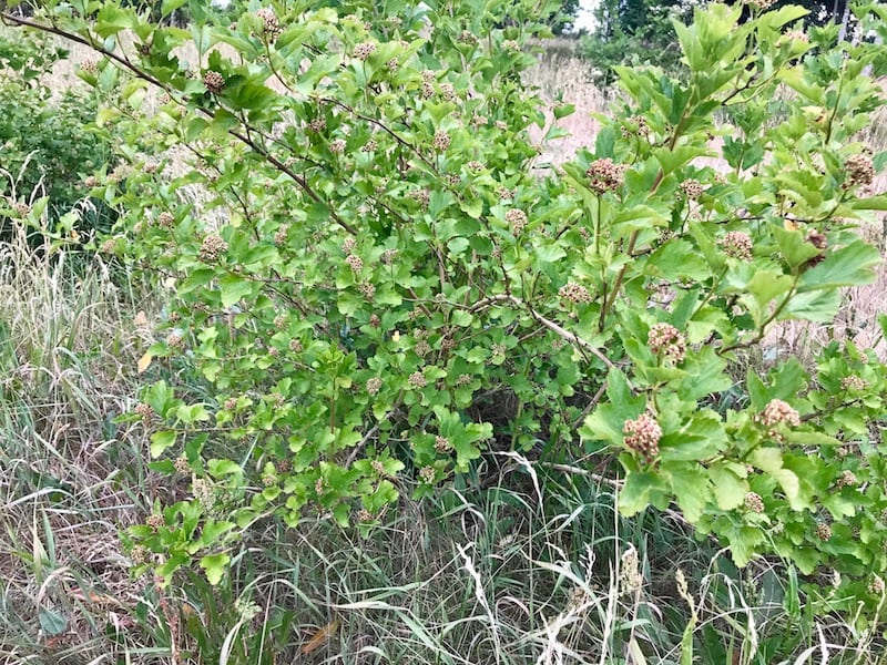 Kend dine vildtplanter: Fjeldribs