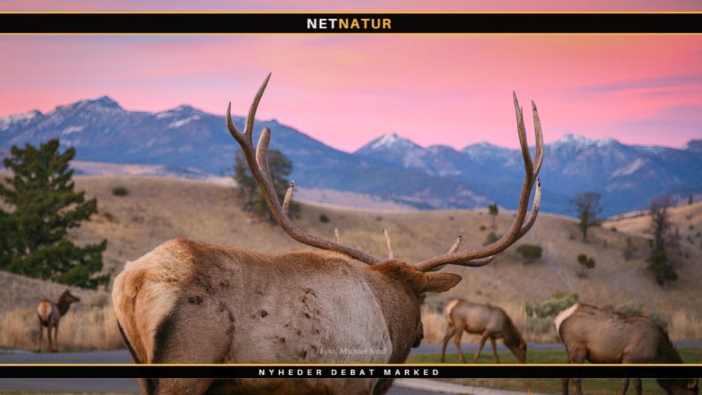 Gammel Wapiti nedlægges med bue