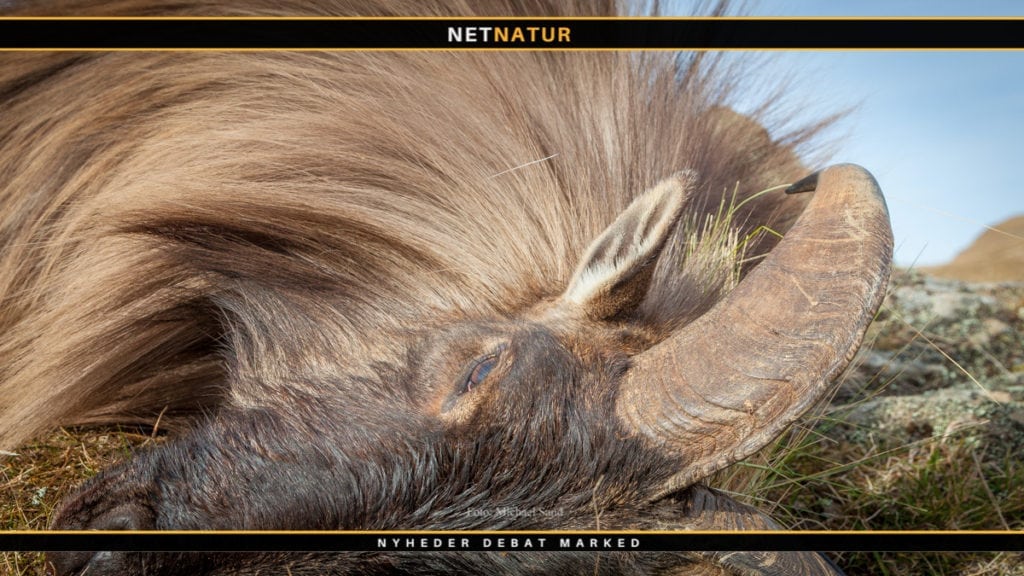 Jagtskud fra New Zealand