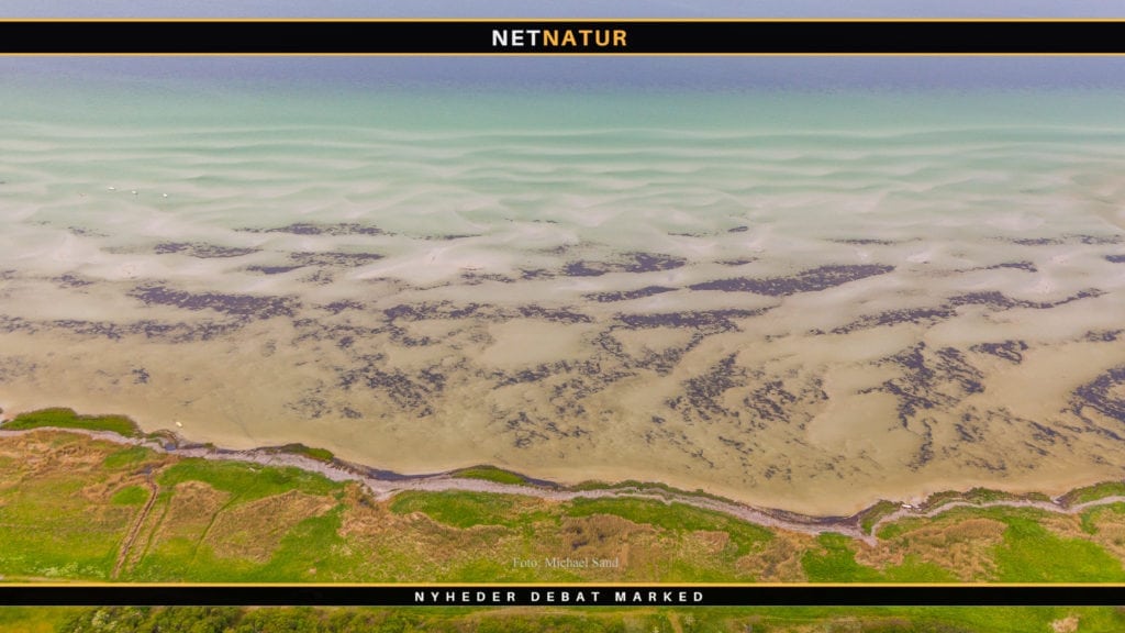 Ålegræs skaber liv og trivsel