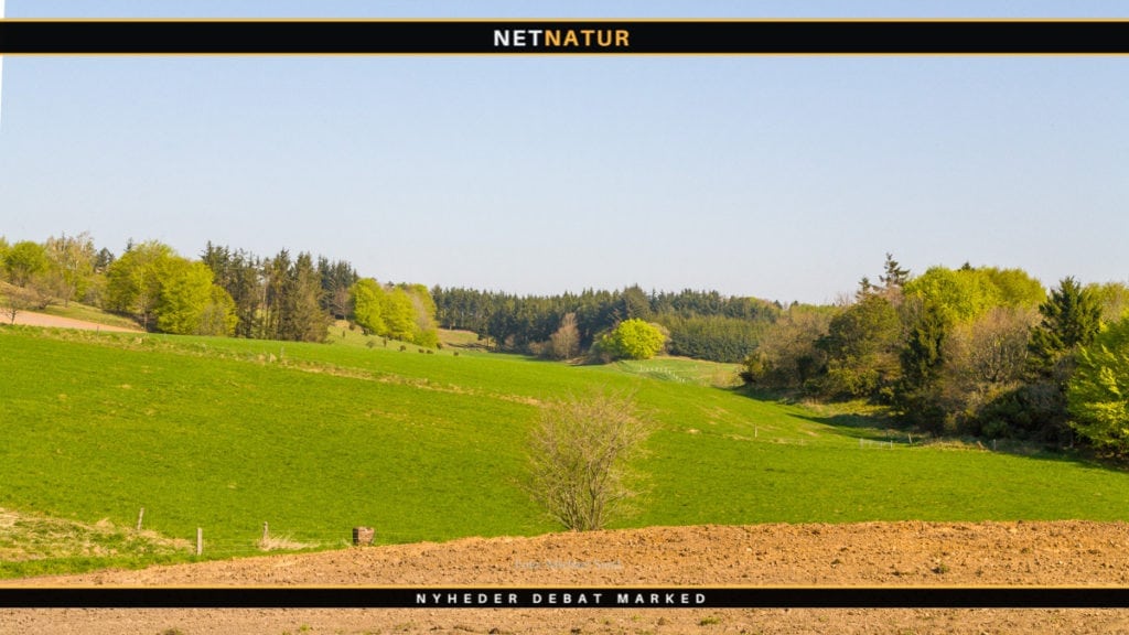 Engflået breder sig kraftigt i Nordtyskland