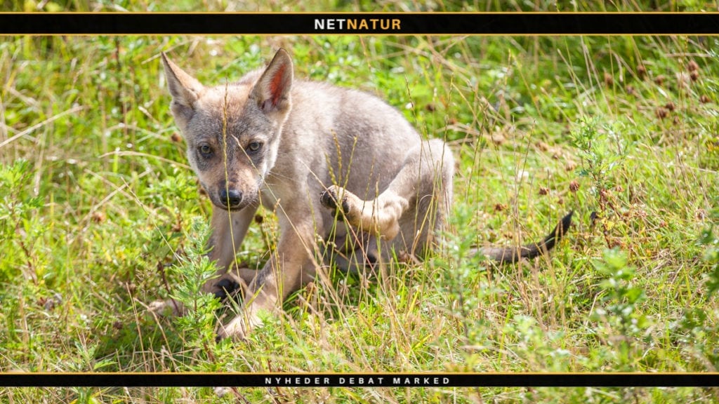 Danske ulvehvalpe er vandret til Tyskland