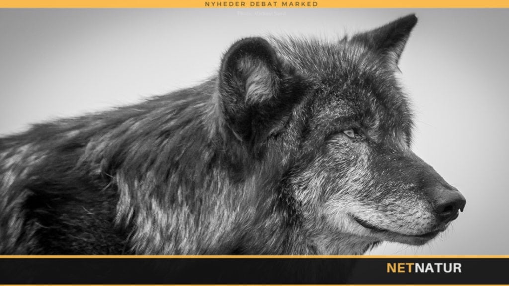 Miljøminister vil gøre det muligt at skyde ulve