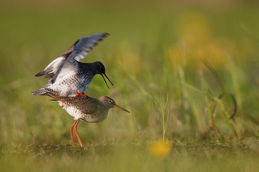 Ynglende fugle beskyttes af hegn Rødben - en almindelig træk- og vintergæst