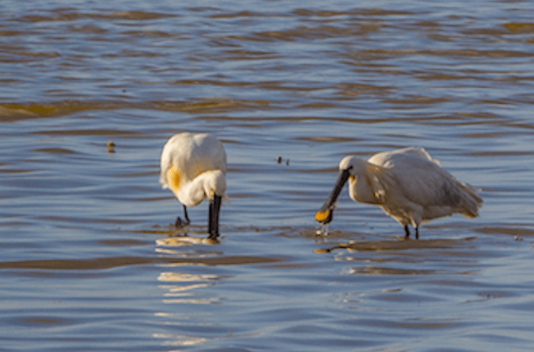 Rekordmange skestorke i Danmark i år