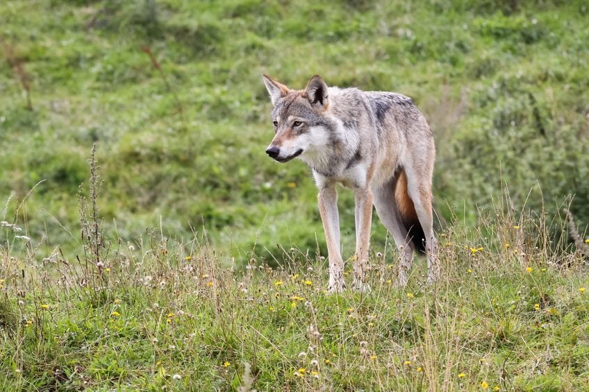 Alt tyder på, at dyret i filmen er en ulv