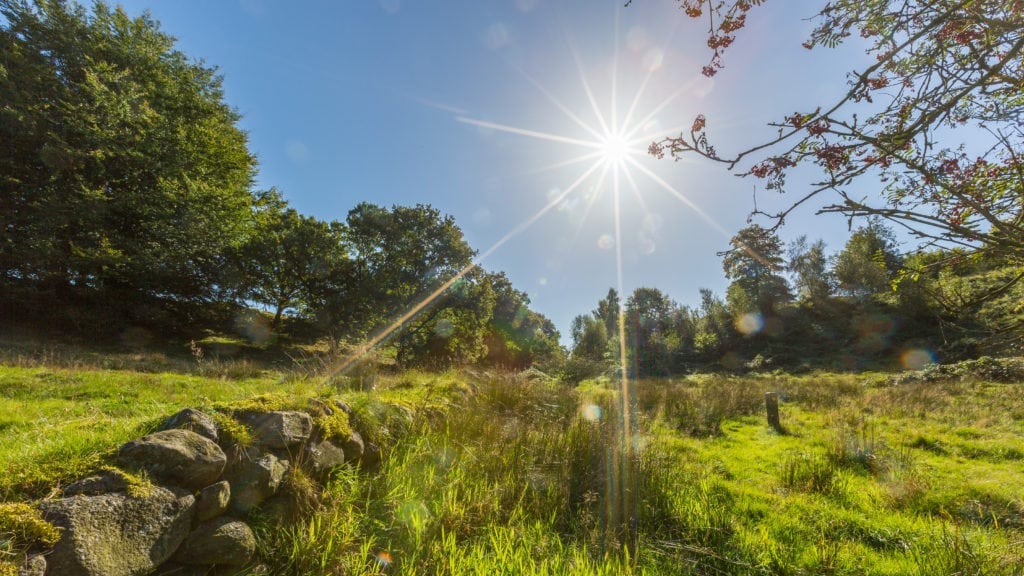 Hvor finder man naturrig skov på offentlige arealer?