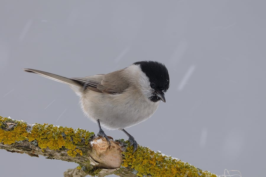 Mange fugle sulter i tørken, mens andre klarer det fint