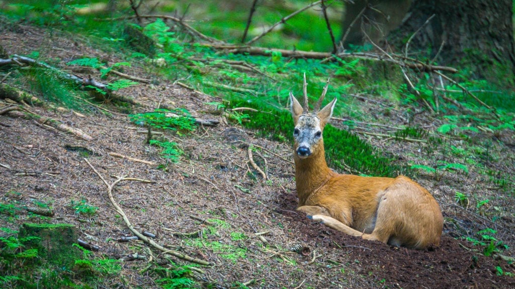 Lokkejagt i Tyskland efter råbuk