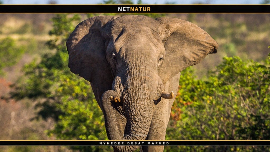 Angreb eller skinangreb?