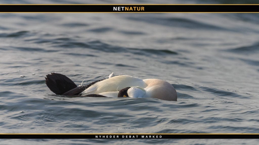 Vådt efterår slår måske igennem på vildtudbytte Vådt efterår slår måske igennem på sæsonens vildtudbytte