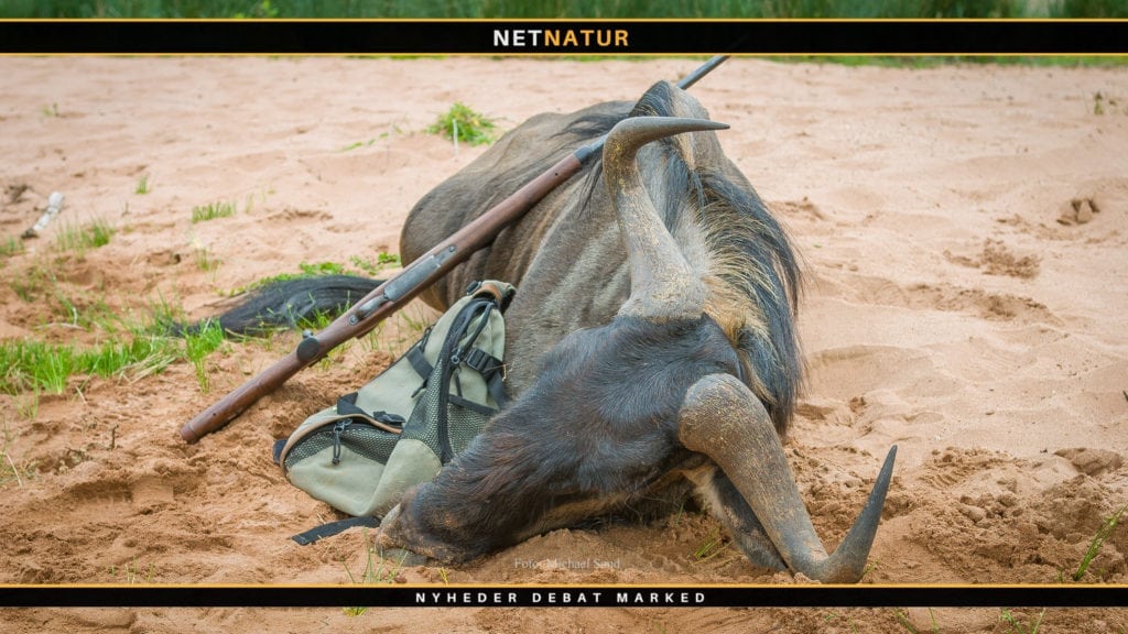 Namibia overvejer forbud mod brug af jagtbilleder på sociale medier Namibia overvejer forbud mod brag af jagtbilleder på sociale medier