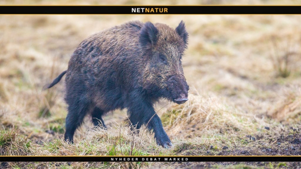 Er danske vildsvin tæt på udryddelse?