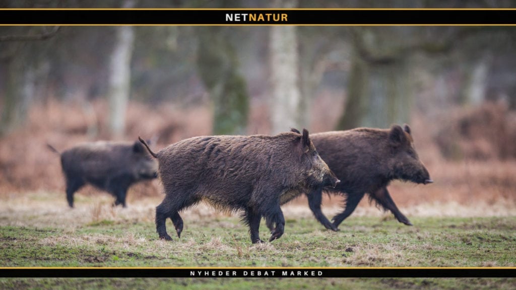 Afrikansk svinepest breder sig