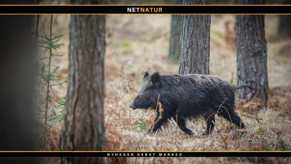 Vildsvinehegn opgives i Polen Vildsvinehegn opgives i Polen