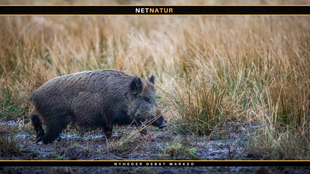 Bulgarien vil bygge vildsvinehegn