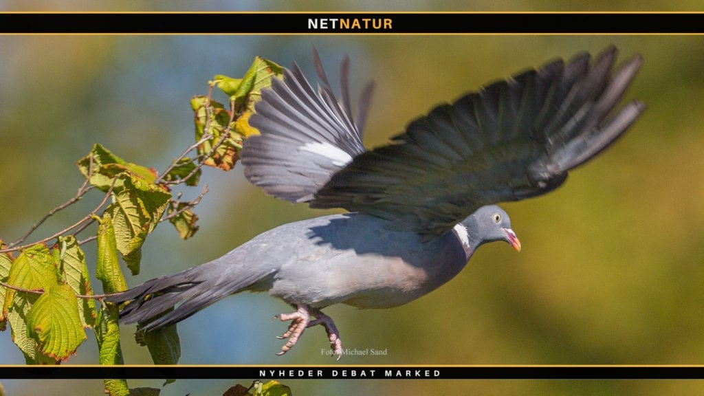 Rekordlavt udbytte af ringduer trods stigende bestand