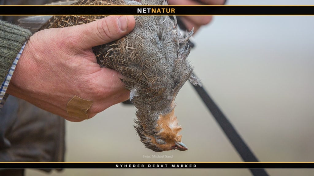 Film stiller skarpt på småvildtet i det industrialiserede landbrug Film stiller skarpt på småvildtet i det industrialiserede landbrug